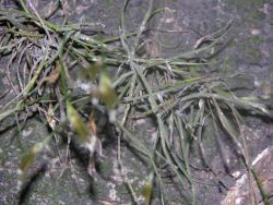 Asuncion Garden Plant Image