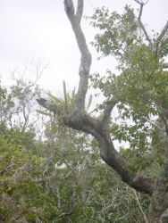 Arboreal Vegetation in Southern Paraguay Image