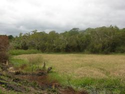 Wetland Along Levee in Southern Paraguay Image