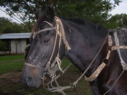 Paraguayan Horse Tack Image