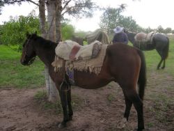 Paraguayan Horse Tack Image