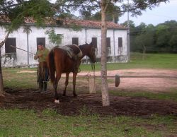 Paraguayan Horse Tack and Ranch Hand Image