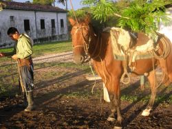 Paraguayan Cowboy Braiding Rawhide Image