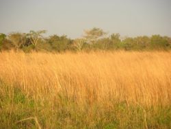Grassland-Forest Ecotone Near Tebicuary River Image