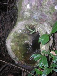Feathered Hollow in Living Tree Image