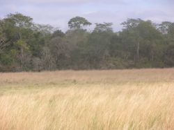 Grassland-Forest ecotone near Tebicuary river Image