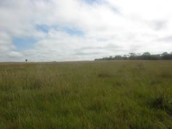 Grassland-Forest ecotone near Tebicuary river Image