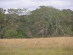 Grassland-Forest ecotone near Tebicuary river Image