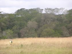 Grassland-Forest ecotone near Tebicuary river Image