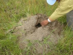 Ant Hill near Tebicuary River Image