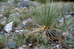 Adam's Needle (Yucca filamentosa) Image