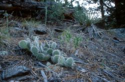 Prickly-pear Cactus (Opuntia humifusa) Image