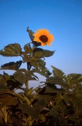 Sunflower (Helianthus annuus) Image