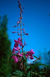 Fireweed (Epilobium angustifolium) Image