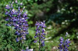 Arctic Lupine (Lupinus arcticus) Image