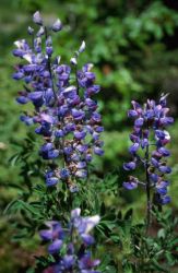 Arctic Lupine (Lupinus arcticus) Image