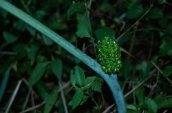 Green Dragon (Arisaema dracontium) Image