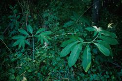 Green Dragon (Arisaema dracontium) Image