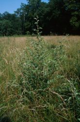 Autumn Olive (Elaeagnus umbellata) Image