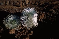 Hawai'i Silversword (Argyroxiphium sandwicense) Image