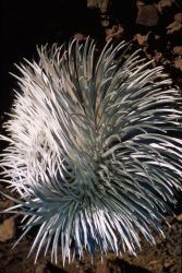 Hawai'i Silversword (Argyroxiphium sandwicense) Image