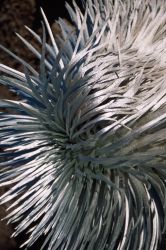 Hawai'i Silversword (Argyroxiphium sandwicense) Image