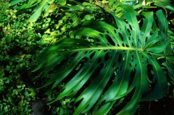 Monstera (Monstera deliciosa) Image