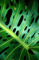 Monstera Leaf (Monstera deliciosa) Image