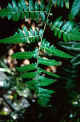 Vegetable Fern (Diplazium esculentum) Image