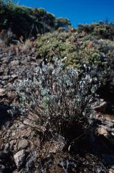 Hinahina (Geranium cuneatum) Image