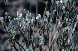 Hinahina (Geranium cuneatum) Image