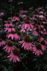 Purple Coneflower (Echinacea purpurea) Image