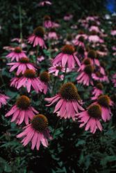 Purple Coneflower (Echinacea purpurea) Image