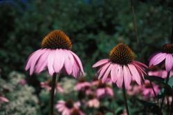 Purple Coneflower (Echinacea purpurea) Image