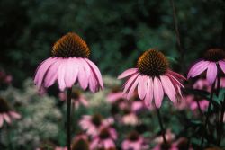 Purple Coneflower (Echinacea purpurea) Image