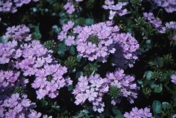 Verbena (Verbena x hybrida) and Ponysfoot (Dichondra sp.) Image