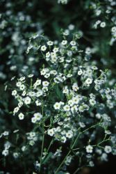 Flowering Spurge (Euphorbia corollata) Image