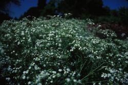 Flowering Spurge (Euphorbia corollata) Image