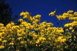 Shining Coneflower (Rudbeckia nitida) Image