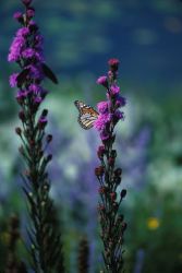 Monarch Butterflies on Dense Blazing Star Image