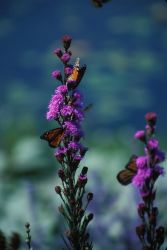 Monarch Butterflies on Dense Blazing Star Image
