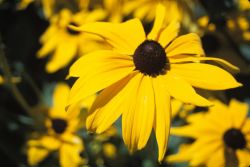Blackeyed Susan (Rudbeckia hirta) Image