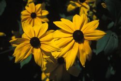 Blackeyed Susan (Rudbeckia hirta) Image