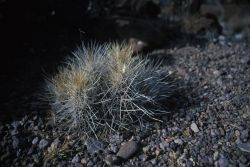 Strawberry Hedgehog (Echinocereus stramineus) Image