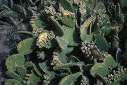 Green Spined Cegador (Opuntia microdasys) Image