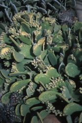 Green Spined Cegador (Opuntia microdasys) Image