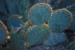 Golden Glochid Cactus (Opuntia aciculate) Image