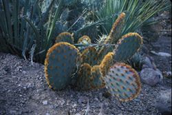 Golden Glochid Cactus (Opuntia aciculate) Image