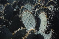 Engelmann's Prickly Pear (Opuntia engelmannii) Image
