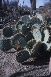 Engelmann's Prickly Pear (Opuntia engelmannii) Image